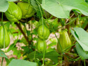 ฟักแม้วกินดิบได้ไหม ? ชวนรู้จักผักชะลอวัย พร้อมเมนูทำง่าย กินอร่อยกัน !