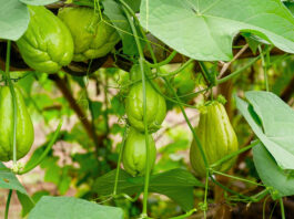 ฟักแม้วกินดิบได้ไหม ? ชวนรู้จักผักชะลอวัย พร้อมเมนูทำง่าย กินอร่อยกัน !