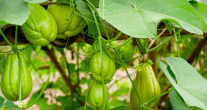 ฟักแม้วกินดิบได้ไหม ? ชวนรู้จักผักชะลอวัย พร้อมเมนูทำง่าย กินอร่อยกัน !