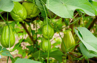 ฟักแม้วกินดิบได้ไหม ? ชวนรู้จักผักชะลอวัย พร้อมเมนูทำง่าย กินอร่อยกัน !