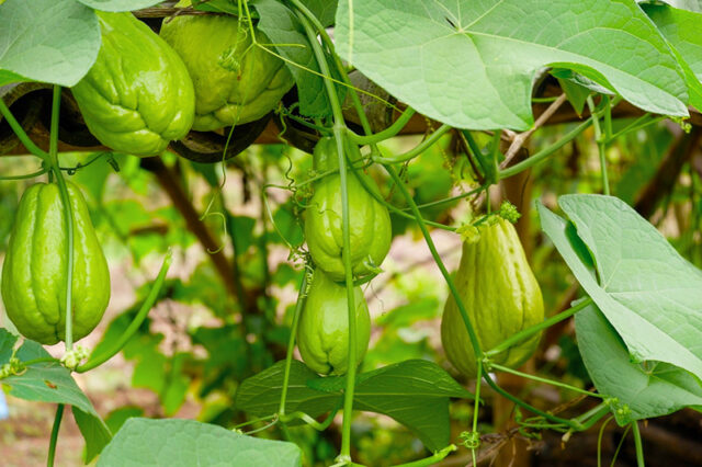 ฟักแม้ว3