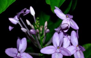 เข็มม่วง สรรพคุณและประโยชน์ของต้นเข็มม่วง 7 ข้อ ! (ร่องไม้)