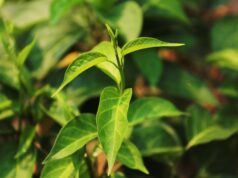 ผักเชียงดา ประโยชน์ดีๆ สรรพคุณเด่นๆ