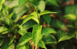 ผักเชียงดา ประโยชน์ดีๆ สรรพคุณเด่นๆ