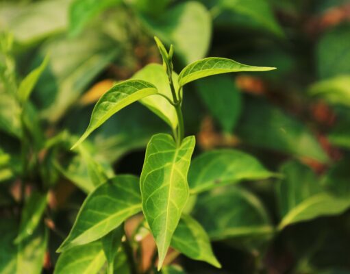 ผักเชียงดา ประโยชน์ดีๆ สรรพคุณเด่นๆ