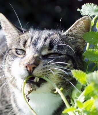 5 พืชผักสมุนไพร ที่ปลอดภัยกับหมาแมว