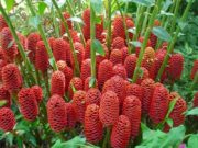 ‘กระทือ’ ของดีที่คนไทยหลงลืม…เหง้า-ใบ-ดอก-เกสร-ต้น ประโยชน์เพียบ!