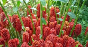 ‘กระทือ’ ของดีที่คนไทยหลงลืม…เหง้า-ใบ-ดอก-เกสร-ต้น ประโยชน์เพียบ!