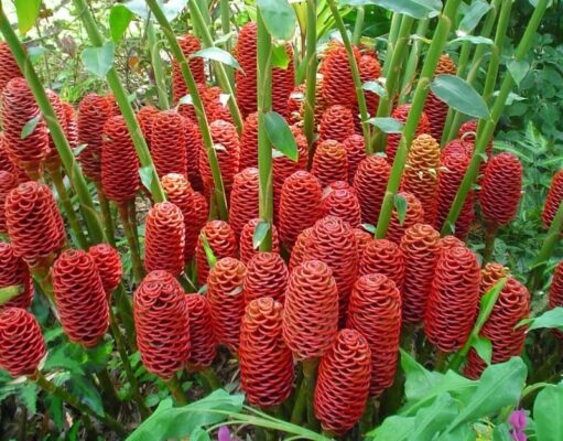 ‘กระทือ’ ของดีที่คนไทยหลงลืม…เหง้า-ใบ-ดอก-เกสร-ต้น ประโยชน์เพียบ!