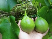 ผักอีนูน ประโยชน์ดีๆ สรรพคุณเด่นๆ และข้อมูลงานวิจัย