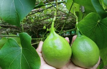 ผักอีนูน ประโยชน์ดีๆ สรรพคุณเด่นๆ และข้อมูลงานวิจัย