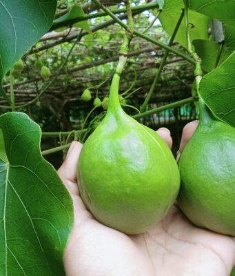 ผักอีนูน ประโยชน์ดีๆ สรรพคุณเด่นๆ และข้อมูลงานวิจัย