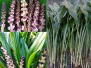 ผักพื้นบ้านล้านนา “นางแลว” (ลิงลาว)