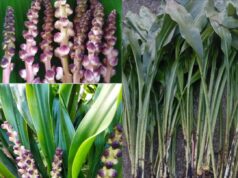 ผักพื้นบ้านล้านนา “นางแลว” (ลิงลาว)