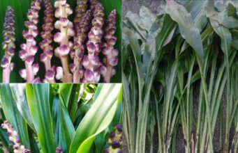 ผักพื้นบ้านล้านนา “นางแลว” (ลิงลาว)