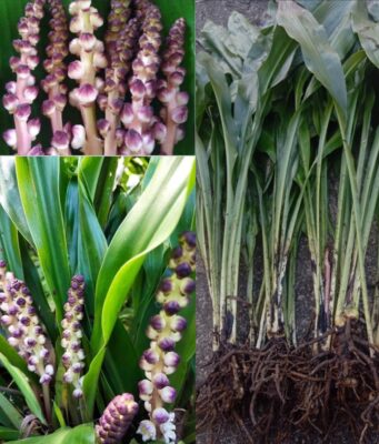 ผักพื้นบ้านล้านนา “นางแลว” (ลิงลาว)