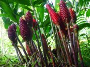 ไพลดำสมุนไพรหายาก ว่านคงกระพันชาตรี