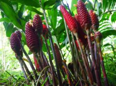 ไพลดำสมุนไพรหายาก ว่านคงกระพันชาตรี