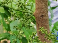 ผักหวานป่า สรรพคุณและประโยชน์ของผักหวานป่า 21 ข้อ !