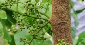 ผักหวานป่า สรรพคุณและประโยชน์ของผักหวานป่า 21 ข้อ !