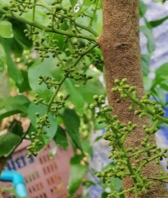 ผักหวานป่า สรรพคุณและประโยชน์ของผักหวานป่า 21 ข้อ !