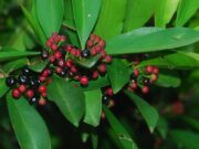 พิลังกาสา ประโยชน์ดีๆ สรรพคุณเด่นๆ