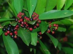 พิลังกาสา ประโยชน์ดีๆ สรรพคุณเด่นๆ