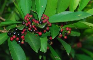 พิลังกาสา ประโยชน์ดีๆ สรรพคุณเด่นๆ