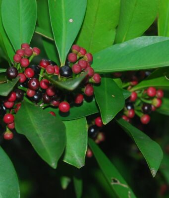 พิลังกาสา ประโยชน์ดีๆ สรรพคุณเด่นๆ