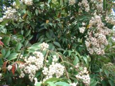 ผักเม็ก หรือสเม็ดแดง ไม้มงคลให้ร่มเงา สารพัดประโยชน์