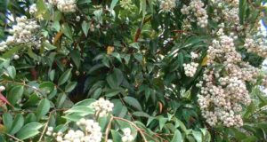 ผักเม็ก หรือสเม็ดแดง ไม้มงคลให้ร่มเงา สารพัดประโยชน์