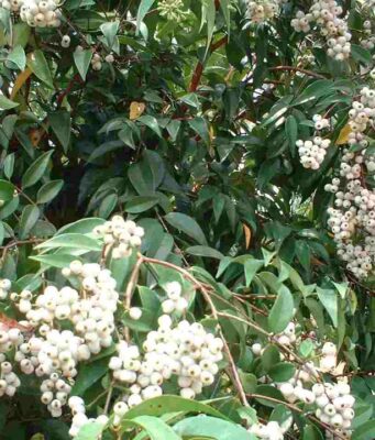 ผักเม็ก หรือสเม็ดแดง ไม้มงคลให้ร่มเงา สารพัดประโยชน์