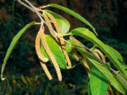 “กำลังเสือโคร่ง” ประโยชน์ดีๆ สรรพคุณเด่นๆ และข้อมูลงานวิจัย