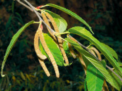 “กำลังเสือโคร่ง” ประโยชน์ดีๆ สรรพคุณเด่นๆ และข้อมูลงานวิจัย