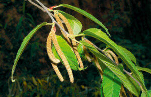 “กำลังเสือโคร่ง” ประโยชน์ดีๆ สรรพคุณเด่นๆ และข้อมูลงานวิจัย