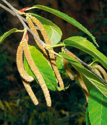 “กำลังเสือโคร่ง” ประโยชน์ดีๆ สรรพคุณเด่นๆ และข้อมูลงานวิจัย