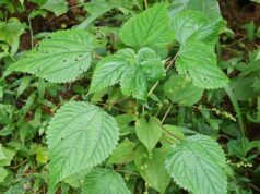 ตำแย สรรพคุณของตำแยตัวเมีย 4 ข้อ ! (กะลังตังไก่)