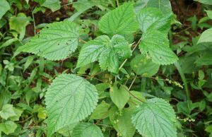 ตำแย สรรพคุณของตำแยตัวเมีย 4 ข้อ ! (กะลังตังไก่)