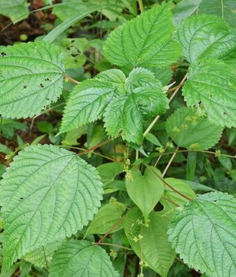 ตำแย สรรพคุณของตำแยตัวเมีย 4 ข้อ ! (กะลังตังไก่)