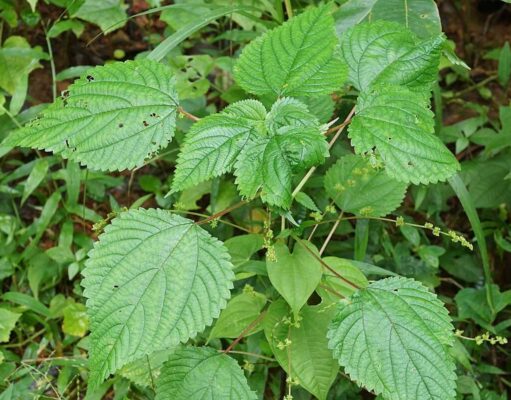 ตำแย สรรพคุณของตำแยตัวเมีย 4 ข้อ ! (กะลังตังไก่)