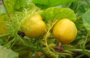 กะทกรก(เถาสิงโต) สรรพคุณและประโยชน์ของกะทกรก 30 ข้อ ! (กะทกรกป่า)