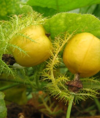 กะทกรก(เถาสิงโต) สรรพคุณและประโยชน์ของกะทกรก 30 ข้อ ! (กะทกรกป่า)