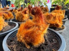 “ว่าน 10 ชนิด” พืชสมุนไพร สรรพคุณเป็นยา