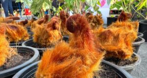 “ว่าน 10 ชนิด” พืชสมุนไพร สรรพคุณเป็นยา