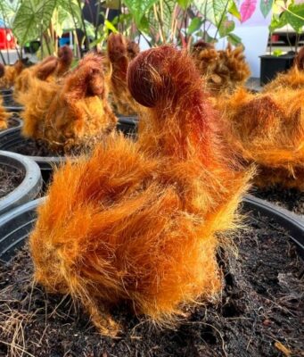 “ว่าน 10 ชนิด” พืชสมุนไพร สรรพคุณเป็นยา