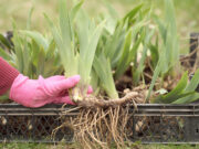 เปิดสรรพคุณ 5 ว่านตัวตึงในดงสมุนไพร ช่วยฟื้นฟูร่างกาย แม้ไม่ต้องนอนแช่