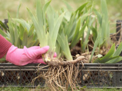 เปิดสรรพคุณ 5 ว่านตัวตึงในดงสมุนไพร ช่วยฟื้นฟูร่างกาย แม้ไม่ต้องนอนแช่