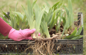 เปิดสรรพคุณ 5 ว่านตัวตึงในดงสมุนไพร ช่วยฟื้นฟูร่างกาย แม้ไม่ต้องนอนแช่