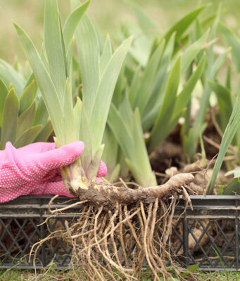 เปิดสรรพคุณ 5 ว่านตัวตึงในดงสมุนไพร ช่วยฟื้นฟูร่างกาย แม้ไม่ต้องนอนแช่