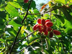 นมควาย (หมากผีผวน) ประโยชน์ดีๆ สรรพคุณเด่นๆ